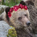 thank-you-based-bear avatar