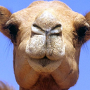 that-camel-in-your-shoe avatar