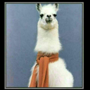 that-drama-llama avatar