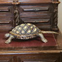 that-garden-ungrown avatar