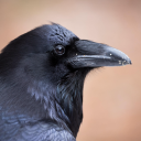 that-hoe-crow avatar