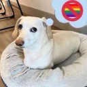 that-is-a-human-person avatar