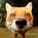 that-one-fox-cat-anon avatar