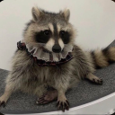 that-one-gay-racoon avatar