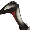 that-one-pterosaur avatar