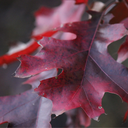 that-one-theater-thing avatar