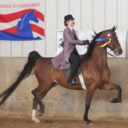 that-saddlebred-blog avatar