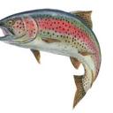 that-southern-guy avatar