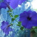 that-would-be-neat avatar