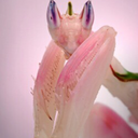 thatbitchnameddesire avatar