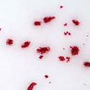 thatbloodaesthetic avatar