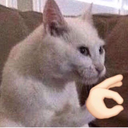 thatcatpersondotjpeg avatar