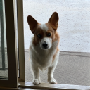 thatcorgi avatar