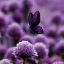 thatdeaniegirlsworld avatar