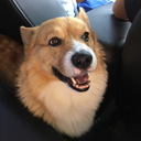 thatdorkquinn avatar