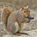 thatfansquirrellife avatar