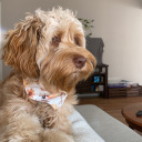 thatgayballerina avatar