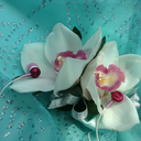 thatgirlinthebackcorner avatar