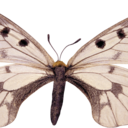 thatimontenegro avatar