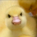 thatoneangryduck1 avatar