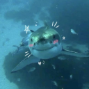 thatoneautisticshark avatar