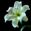 thatoneeastcoastpoet avatar