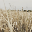 thatonegirlwhospeaksinsilence avatar