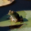 thats-frogs-babey avatar