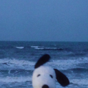 thatsagiicrab avatar