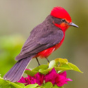 thatscarletflycatcher avatar