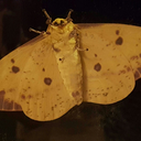 thatsideblogthing avatar