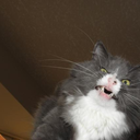 thatsimyoutortured avatar