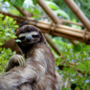 thatslothblog-blog avatar