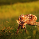 thatsnicedeer avatar