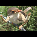 thatsridikulous avatar