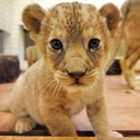 the---monster avatar