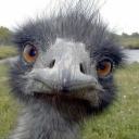 the---ostrich avatar