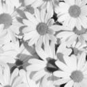 the--lonelyheartsclub avatar