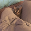 the-3-patch-problem avatar