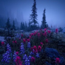 the-7-weasleys avatar