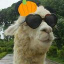 the-alpaca-of-doots avatar