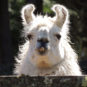 the-amazing-llama avatar