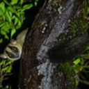 the-anchorless-moon avatar