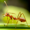 the-ants avatar