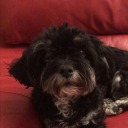 the-art-of-being-a-fool avatar