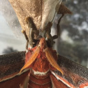 the-atlas-m0th-account avatar