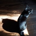 the-autumn-lair avatar