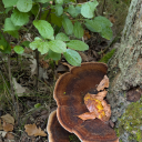 the-bear-in-the-woods avatar