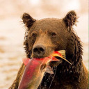 the-bears-and-the-bees avatar