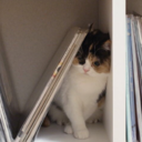 the-beeskneess avatar